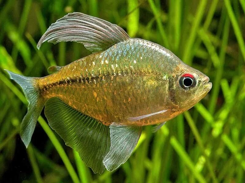 Цихлиды аквариумные рыбки белый принц. Меланезии аквариумные рыбки. Барбус суматранский красный. Хирург королевский хепатус. Присцилла рыбка аквариумная.