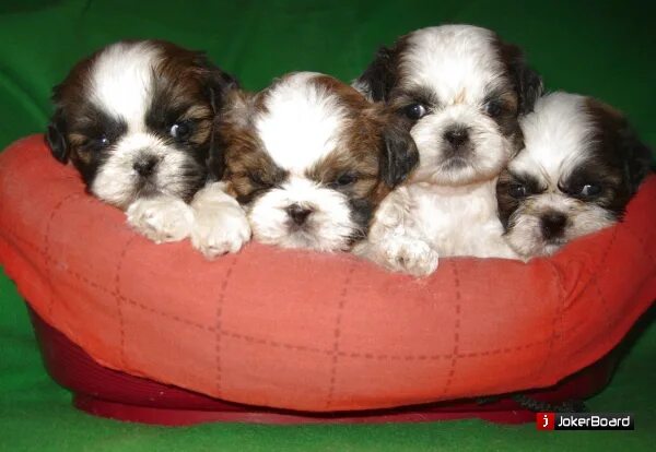 Ши тцу щенки с мамой. Команда помощи ши тцу и грифонам. Команда помощи ши тцу и грифонам. Ши-тцу. Щенки ши тцу.