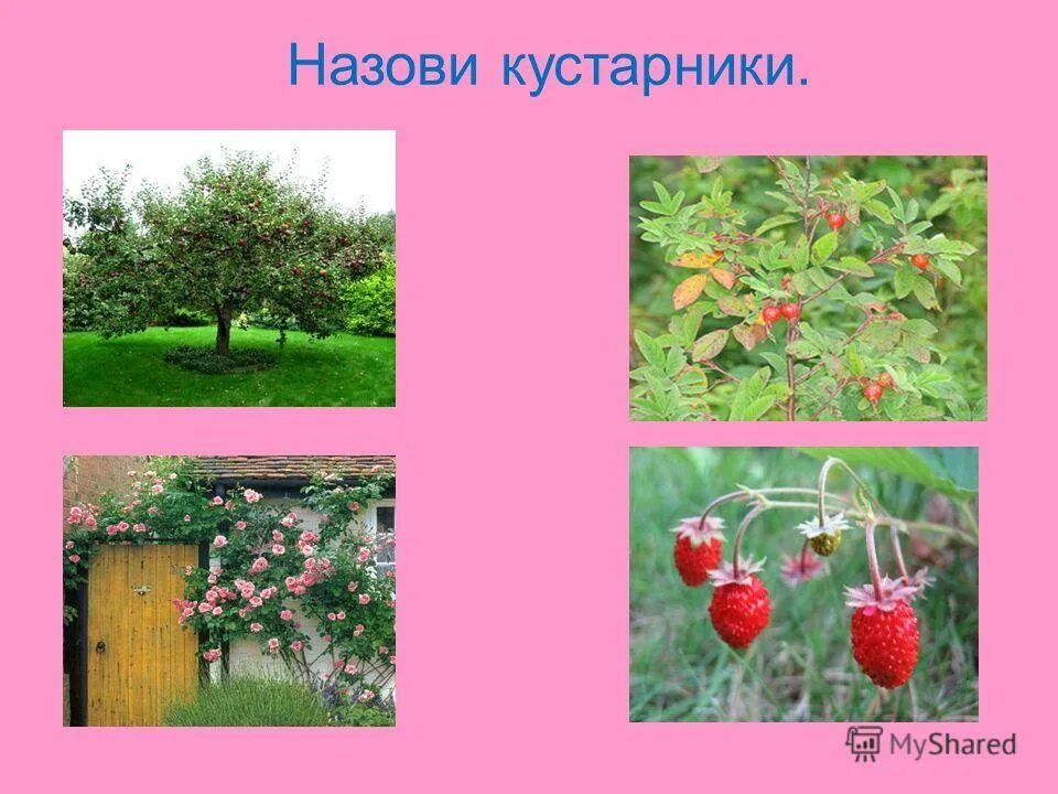 Кусты названия. Виды кустарников названия. Таволга вангутта. Самбукус бузина. Кустарнирнички названия.