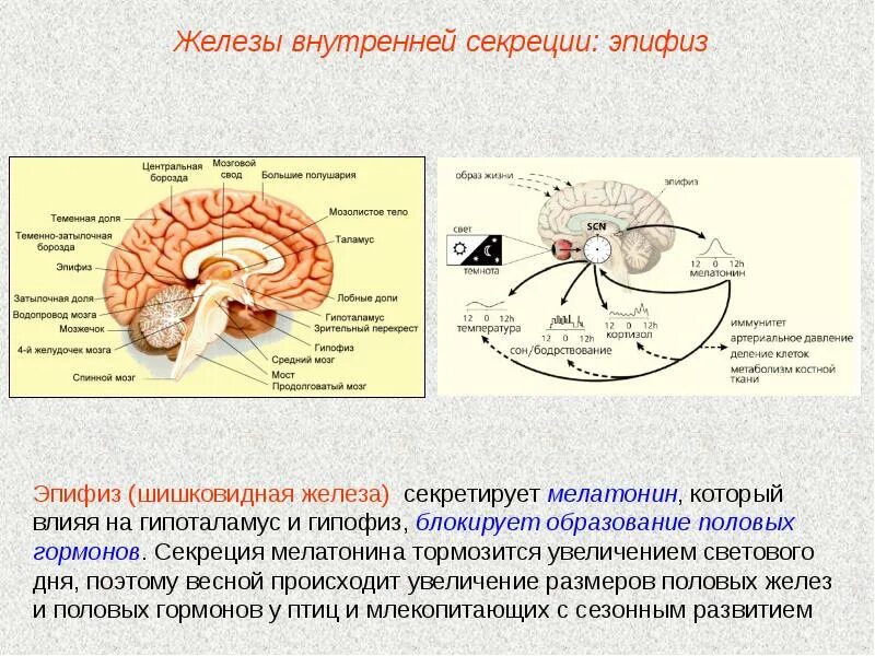 Железа внутренней функции. Эпифиз железа внутренней секреции строение. функции желез внутренней секреции эпифиз. строение и функции гипофиза эндокринной системы. эпифиз железа внутренней секреции строение таблица.