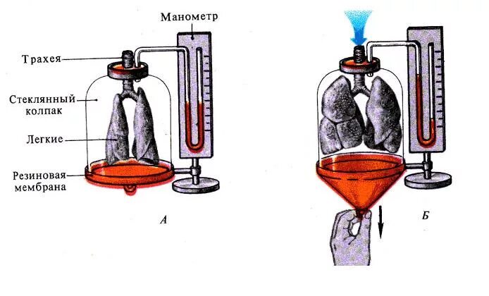 Опыт работа легких. Схема дондерса. Модель легких дондерса. Схема дондерса физиология. Опыт работа легких.