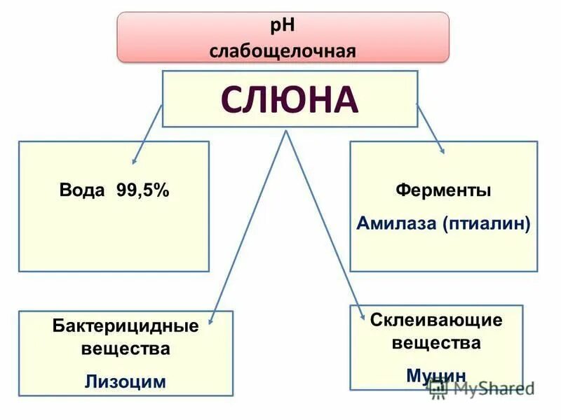 Номер слюна