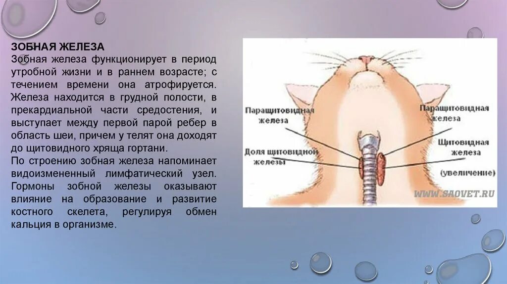 Рост желез. Зобная железа секреция. внутренняя секреция зобной железы,. железы внутренней секреции животных. железы внутренней секреции животных анатомия.