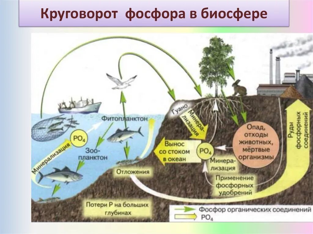 Круговорот фосфора в биосфере. Биогеохимический цикл фосфора схема. Цикл фосфора в биосфере схема. Круговорот фосфора ( по п. Дювиньо и м. Тангу ). Грибы включаясь в круговорот веществ в биосфере