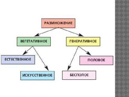 Генеративный орган размножения растений