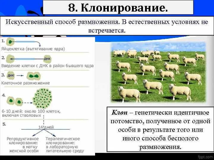 Клонирование способ размножения. Клонирование бесполое размножение. Естественное клонирование. Искусственное клонирование.