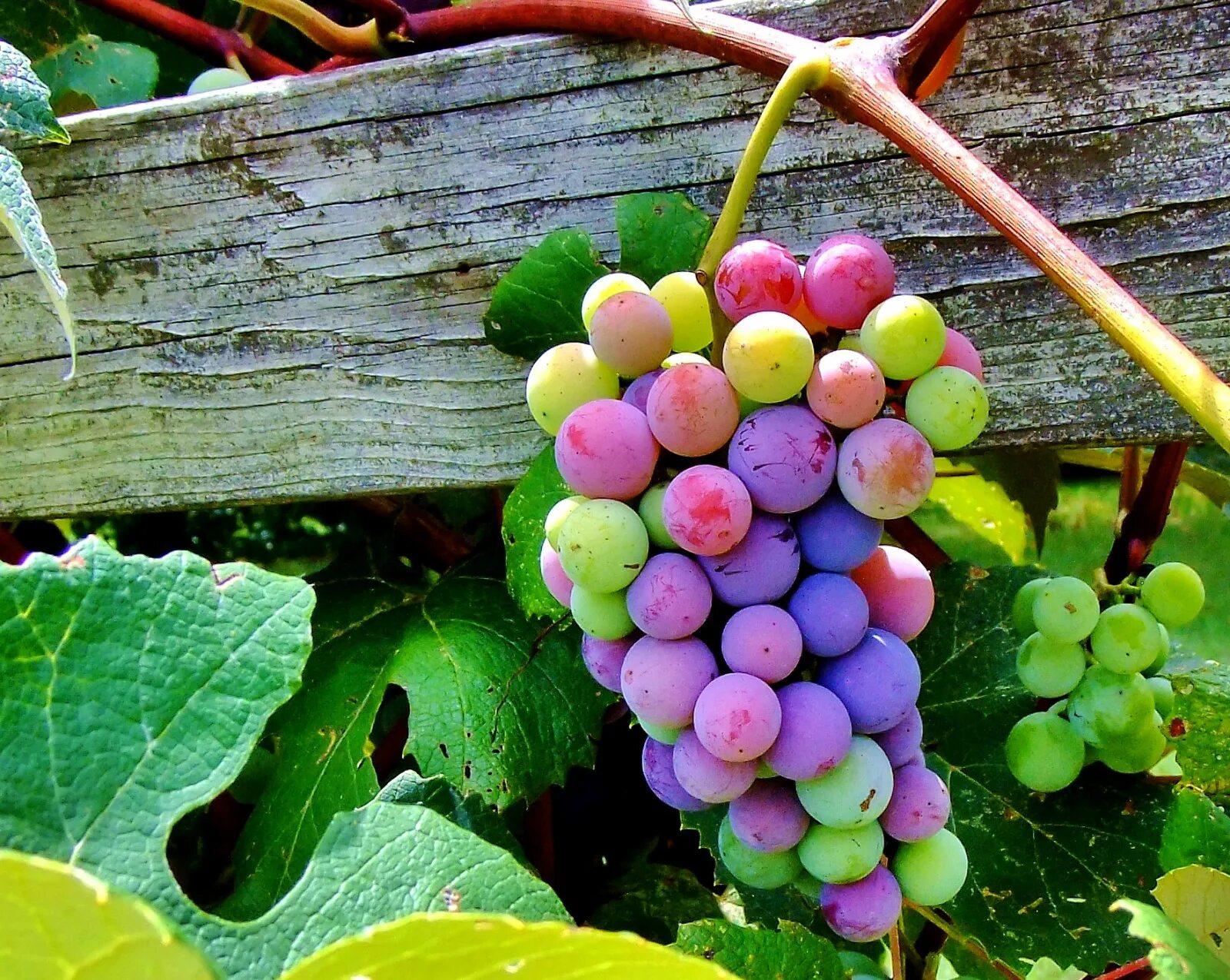 Гроздья винограда описание. Кульджинский сорт винограда. виноград maroo seedless. донская лоза виноградная гроздь. сорт винограда богатырь.