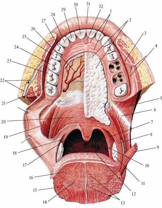 Что есть во рту человека. Миндалины ротовой полости анатомия. Анатомия твердого неба верхней челюсти. Поперечные небные складки. Воспаление небной занавески.