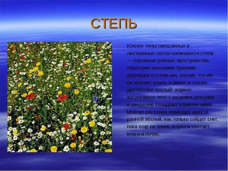 В жаркой степи было два. Сообщение о растение зоны. сообщение о растениях степи. сообщение о растениях и животных степи.