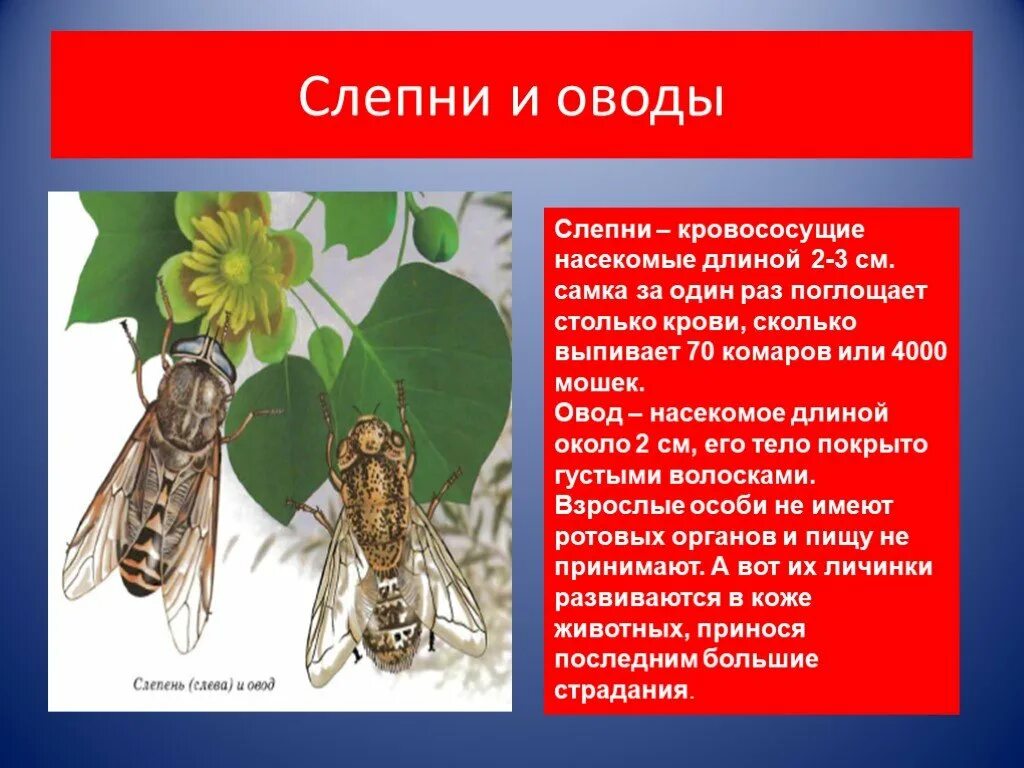 Рассказы сергея овода читать новые. Слепень Овод кровососущие насекомые. Овод насекомое и слепень разница. Овод комар.