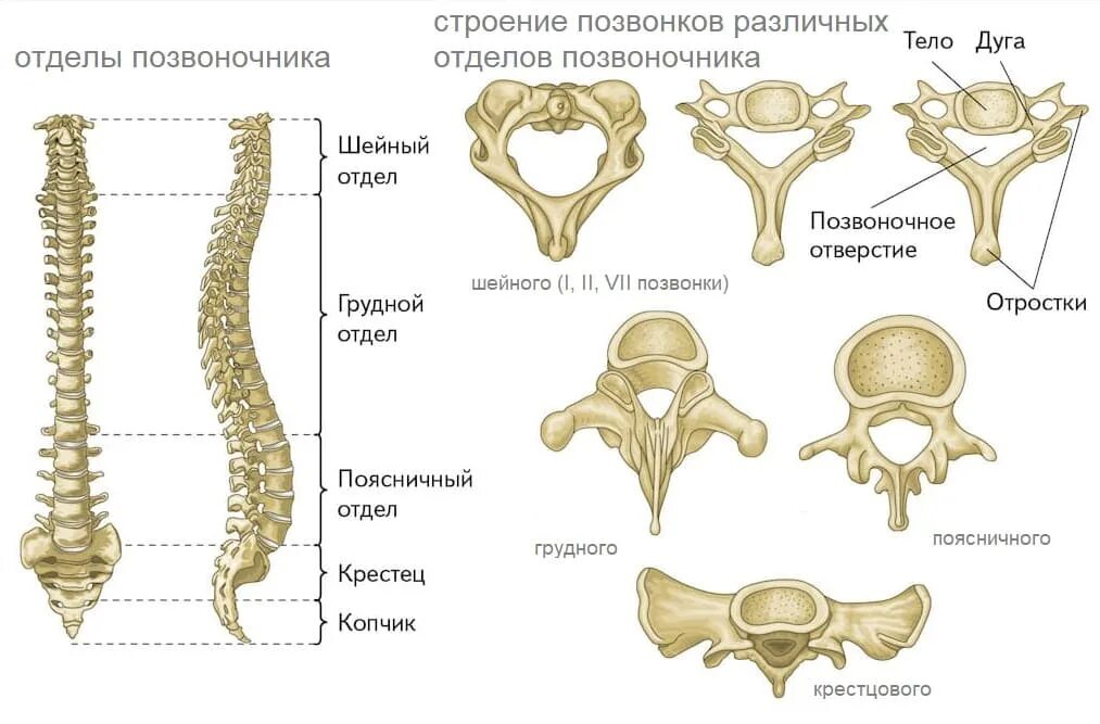 Позвоночный столб и строение позвонка. Кости человека анатомия Позвоночный столб. Строение позвонков разных отделов позвоночника. Шейный отдел скелет анатомия.