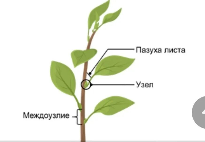 ПАЗУШНАЯ почка пазуха листа. Что такое междоузлие и пазуха листа. Узел и междоузлие. Почка междоузлие узел пазуха листа.