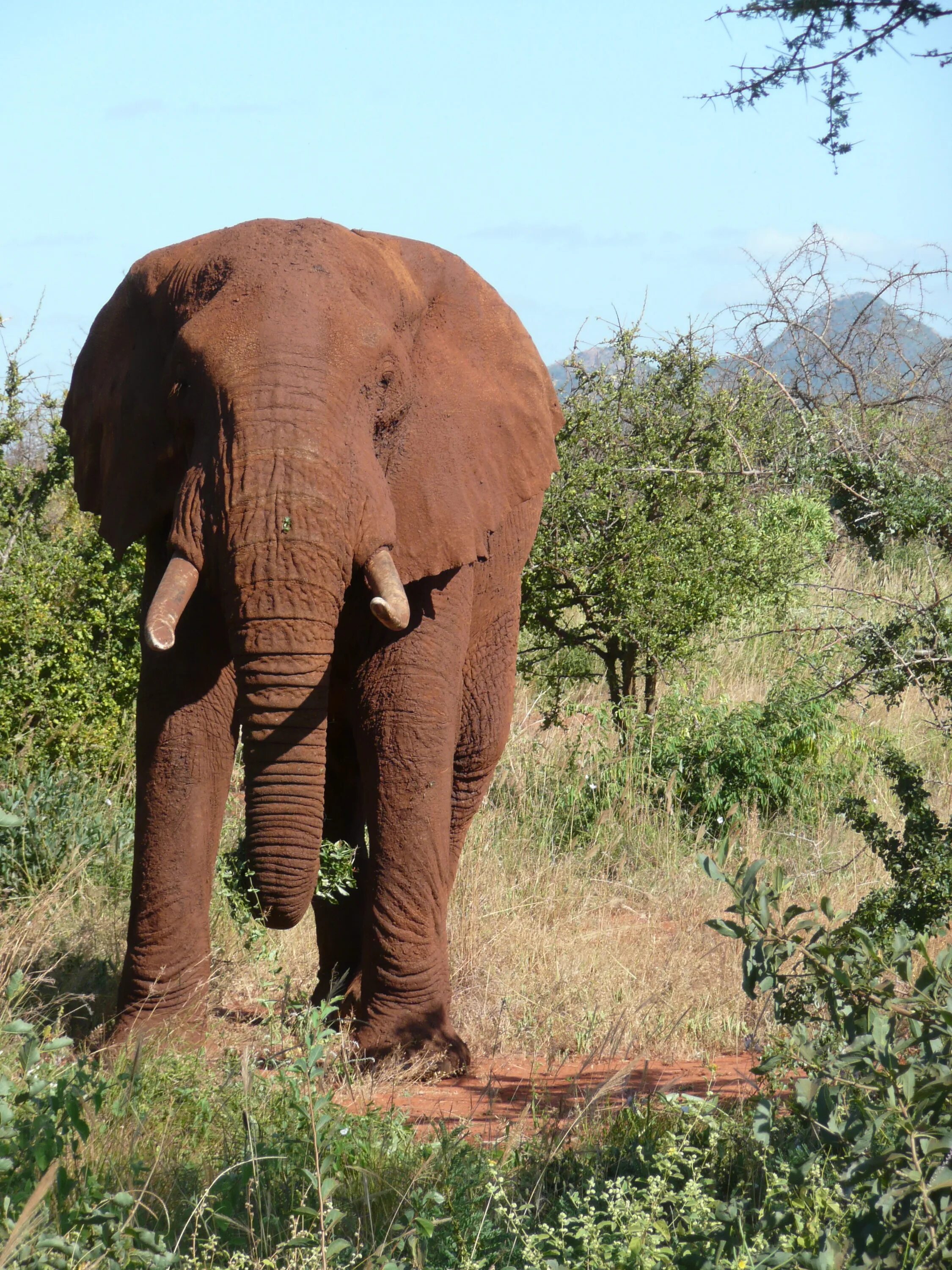 Слоны какой слон крупнее. Африканский и индийский слон. Африканский саванный слон. Кения саванный слон. Индийские слоны.
