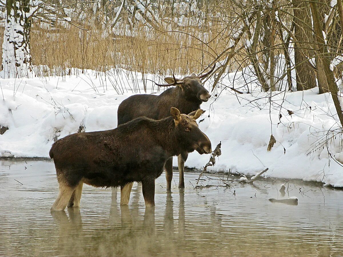 пара лосей. аляскинский лось. сибирский сохатый. лось лосиха лосенок. дикие животные лось.