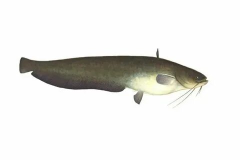 Сом речная или морская рыба