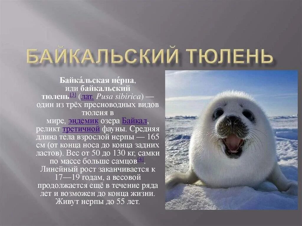 Международный день защиты тюленей (International Day of ... Корпорация Юмора Фот