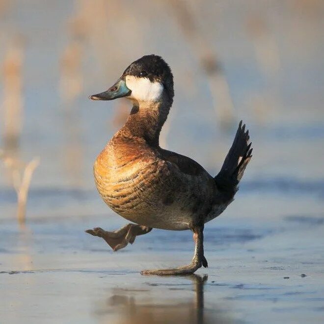 Duck com. Утка селезень утята. Смешная утка. Смешные уточки. Прикольные Дикие утки.