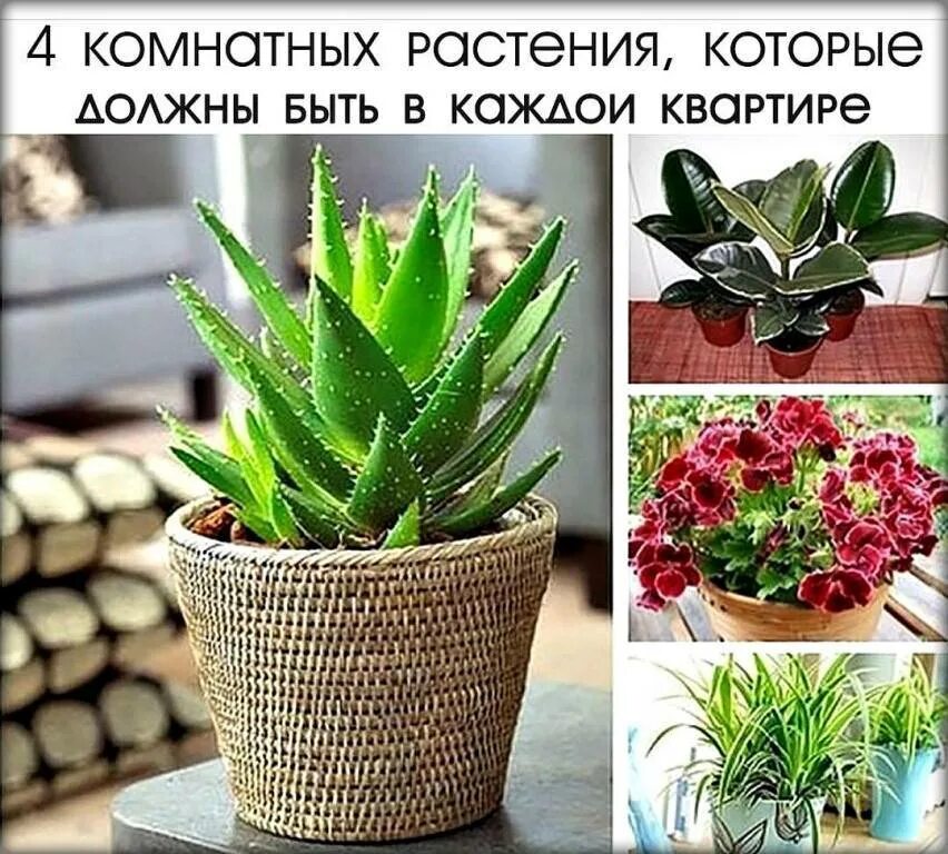 Растения доноры. Комнатные растения. Комнатные растения которые. Шикарные комнатные растения. Полезные цветы.