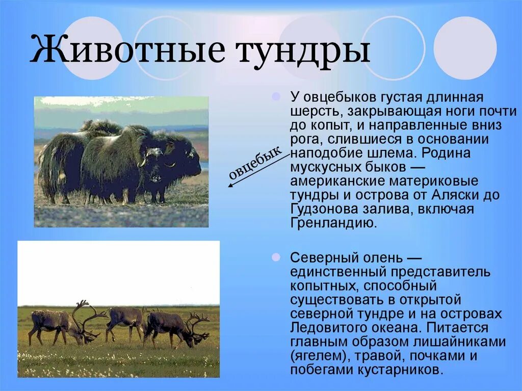 Тундра природная зона 5 класс. Овцебык в тундре. Овцебык доклад. Природные условия тундры. Природные условия зонаттундры.