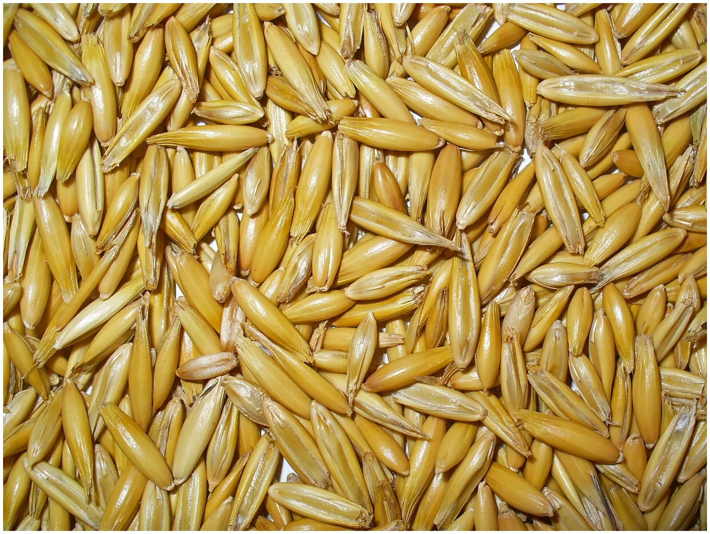 Овес полевой. Семена ярового овса. Как выглядит овес. Овсюг яровой. Овёс посевной.