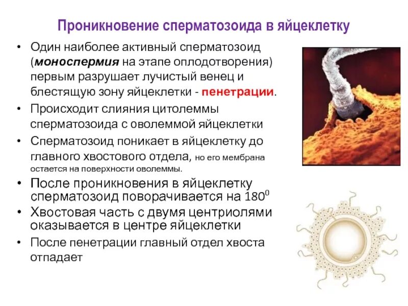 Процессы благодаря которым и происходит