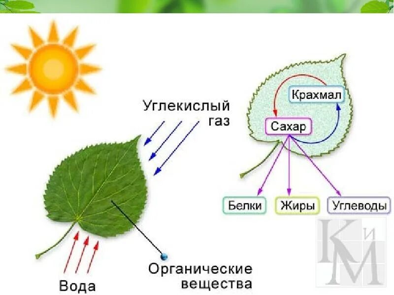 Какие вещества образуются в живых организмах. Схема процесса фотосинтеза. Схема фотосинтеза у растений. Процесс фотосинтеза у растений схема. Процесс фотосинтеза рисунок.