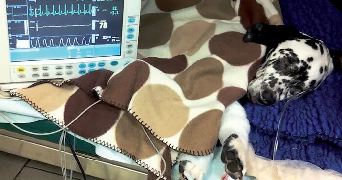 лечение легкое отечь собака