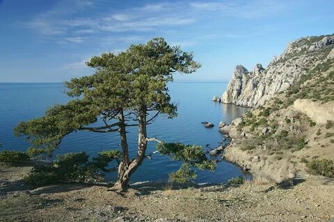 Ботанический заказник