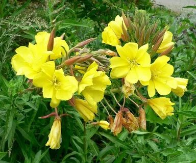 Evening primrose