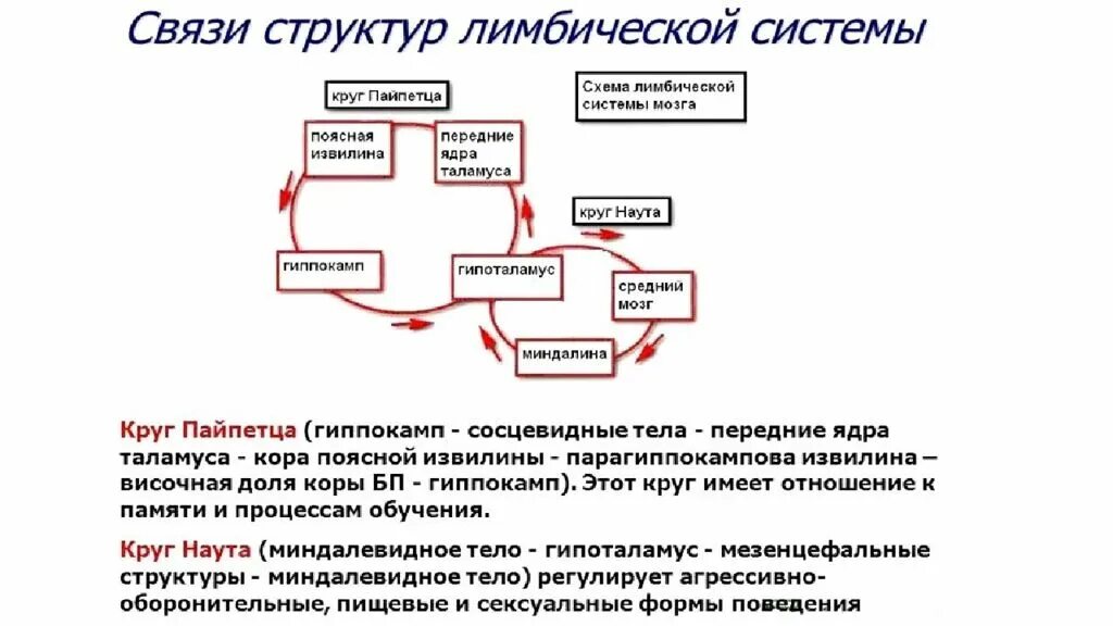 Структурно-функциональная организация лимбической системы схема. Схему связей между структурами лимбической системы. Круг Наута лимбической системы. Схема основных внутренних связей лимбической системы:.
