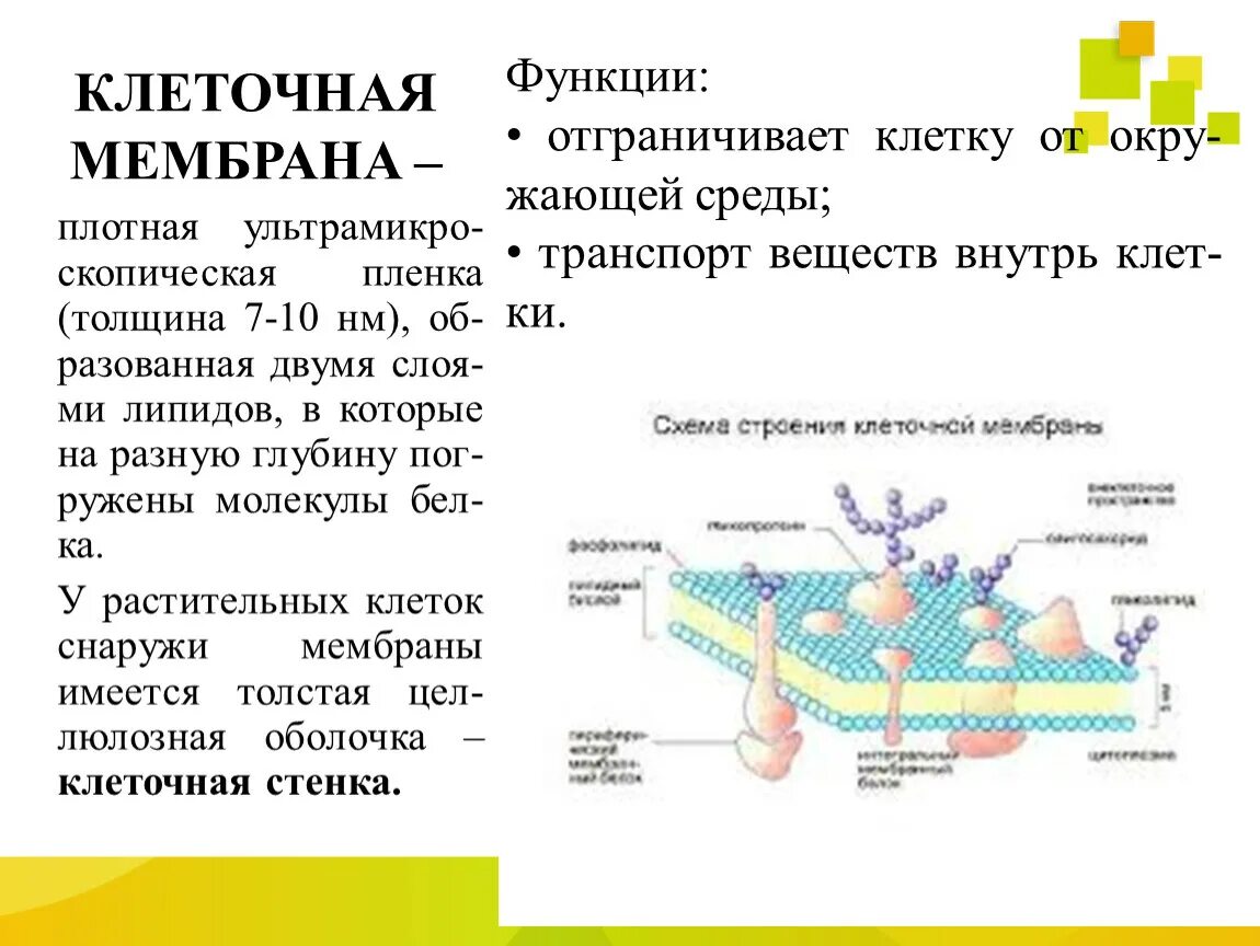 Клеточная мембрана строение и функции. Функция мембраны клетки кратко. Особенности строения мембраны клетки. Функции мембраны клетки 10 класс. Функция мембраны клетки является