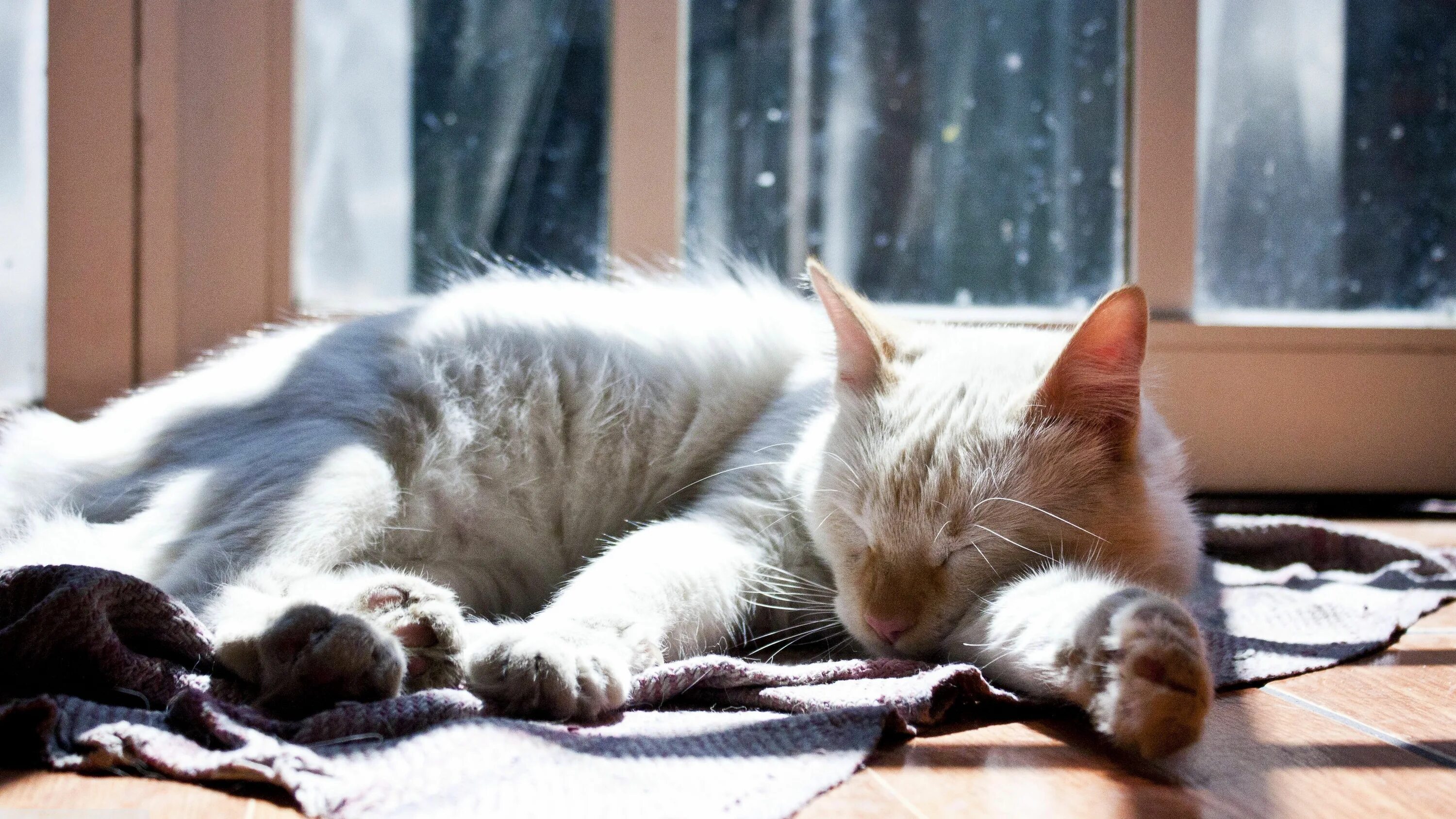 Уютные коты. Коты в тепле. Спящий кот. Спокойной ночи собака. Коврик sonnen leopard 513314.