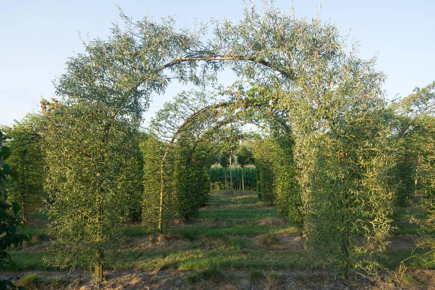 This delightful ornamental pear tree has elegant "weeping" branches and silvery-