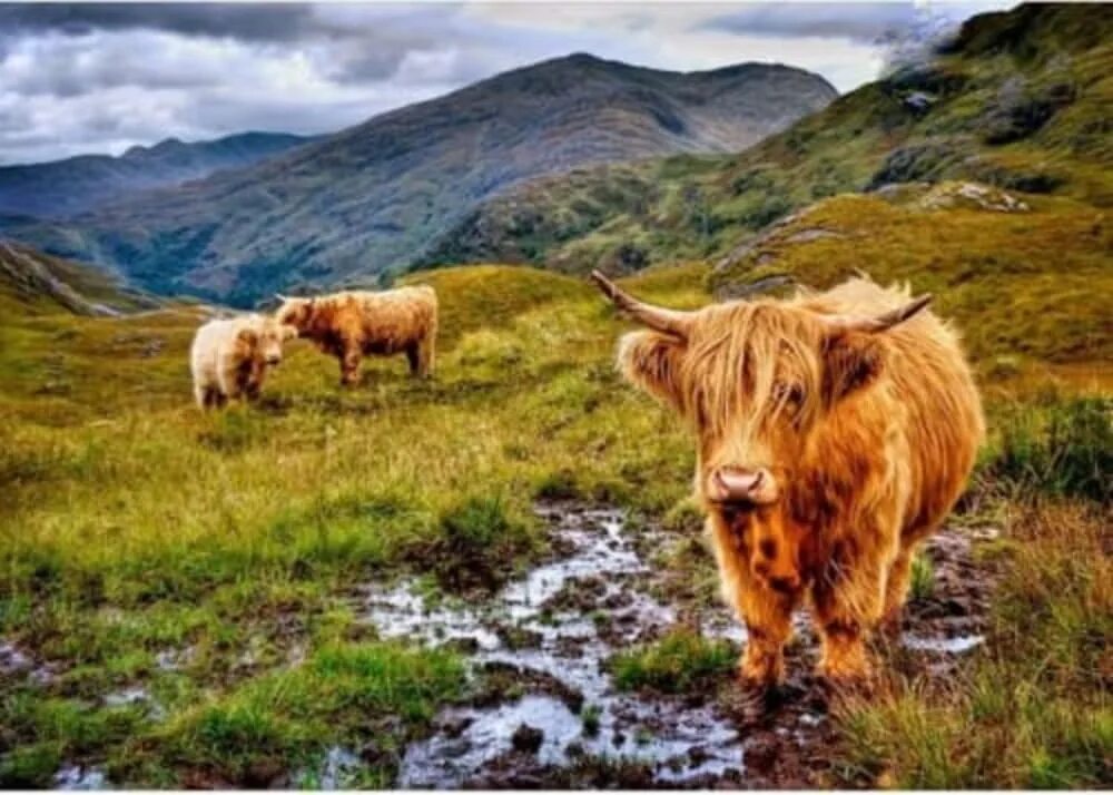 Scotland animal. Животные Шотландии. Шотландия скот. Дикие животные Шотландии. Шотландские животные Шотландия.