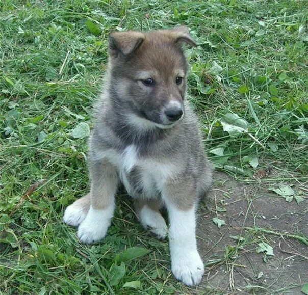 3 лайка. Щенки Западно сибирской лайки. Западно Сибирская лайка щенки 1. Западно Сибирская лайка щенки 2 месяца. Заподносибирская лайка щенок.