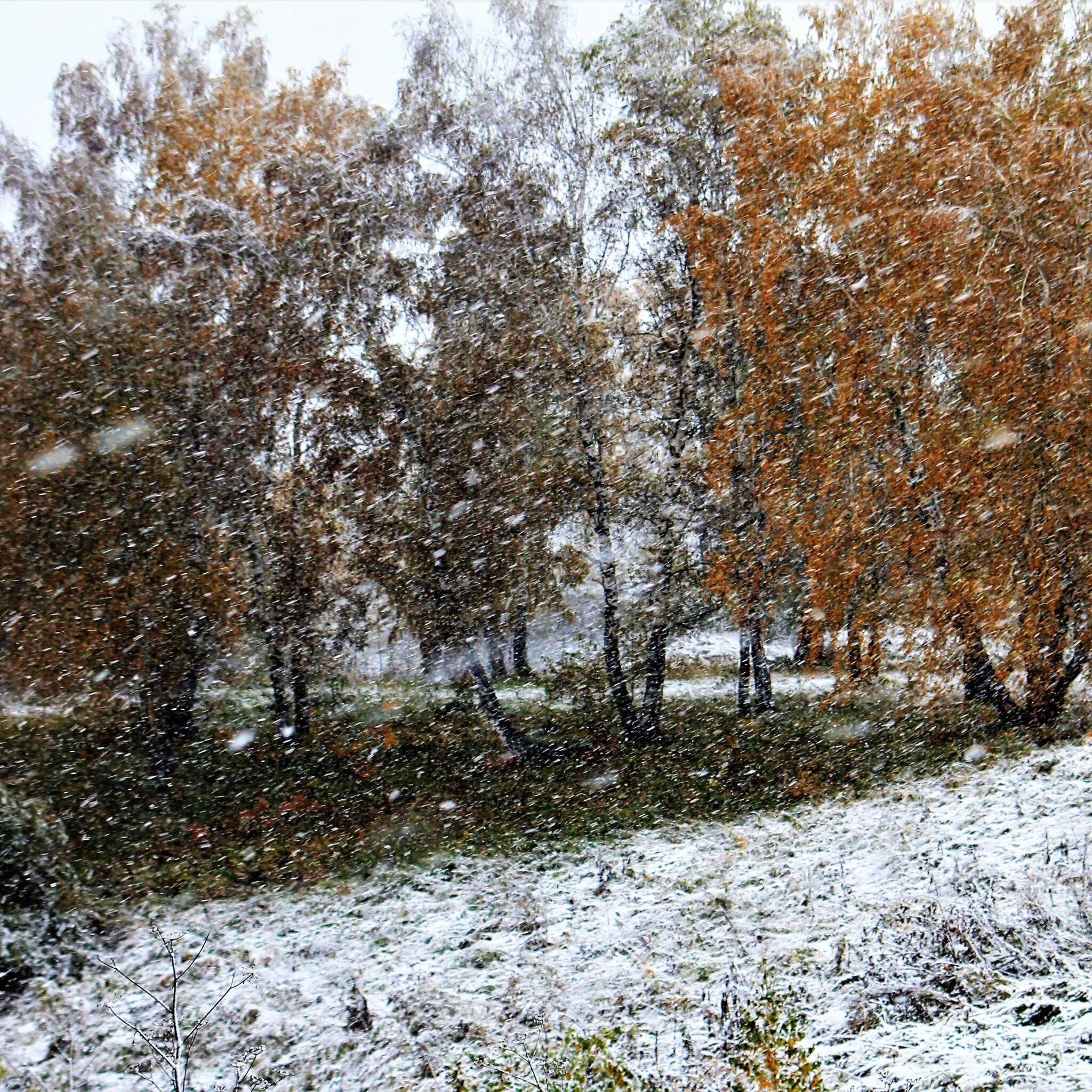 Поздняя осень. Первый снег осенью. Ноябрь в селе. Слабый снег осенью. Ноябре выпадет снег