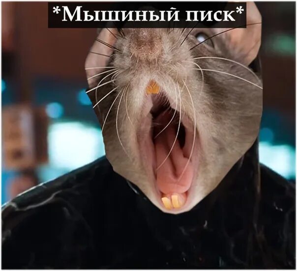 Звук мышки. Мышка для кота живая. Пищание мыши. Мышь пищит. Звук мыши.