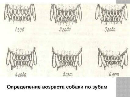 Как определить возраст собаки