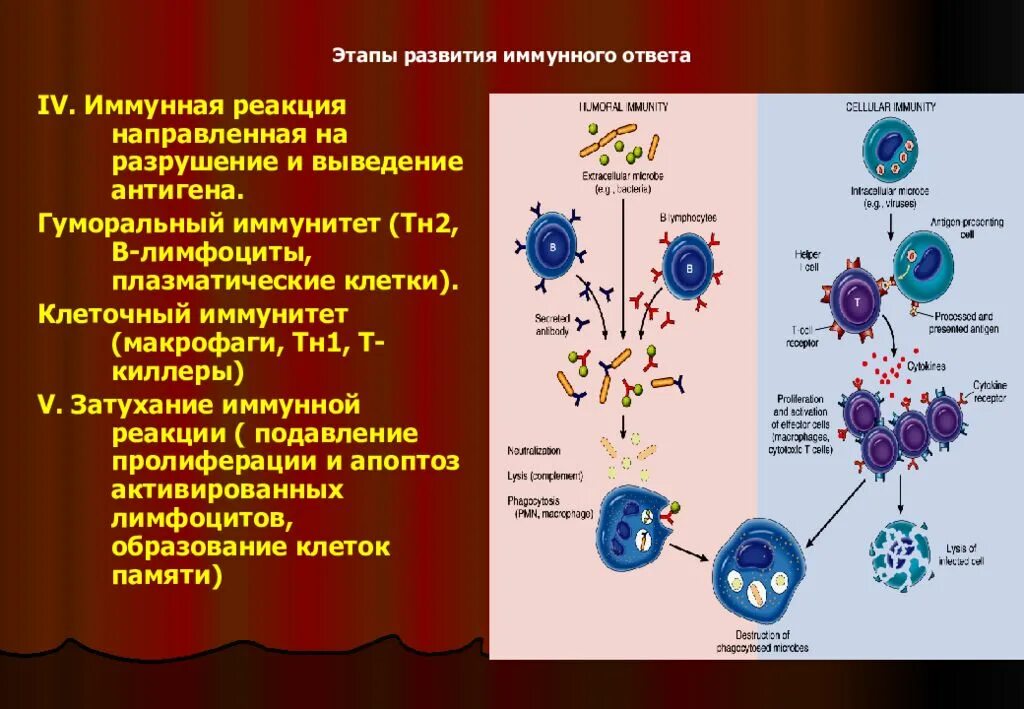 Иммуноглобулин в лимфоциты. Иммунитет гуморальный плазмоциты и. Фазы иммунного ответа схема. Лимфоциты клеточный и гуморальный иммунитет. Этапы формирования клеточного иммунитета.