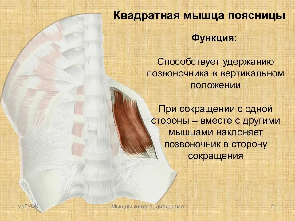 Прикрепление поясничных мышц. Квадратная мышца поясницы функции. квадратная мышца поясницы анатомия. мышцы живота квадратная мышца поясницы. квадратная мышца поясницы прикрепление.