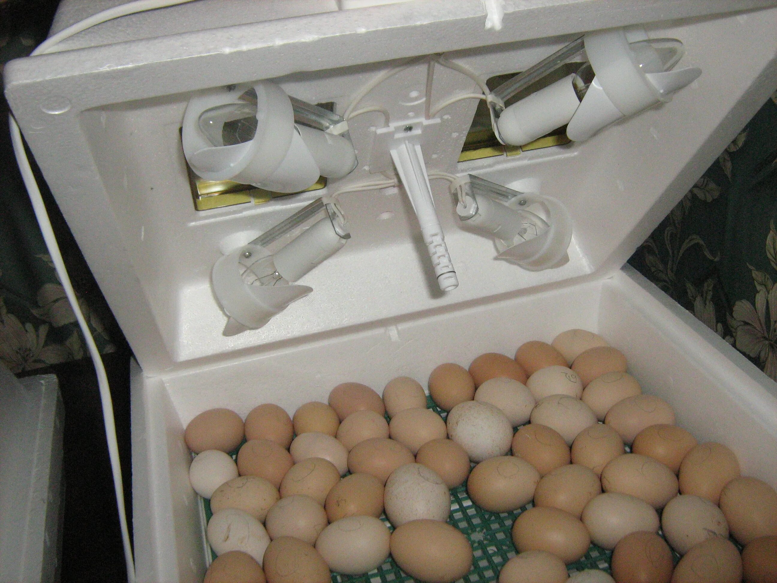 Сколько в день переворачивать яйца. Инкубатор для яиц. Куриные яйца в инкубаторе. Инкубатор для птенцов. Закладка яиц в инкубатор.
