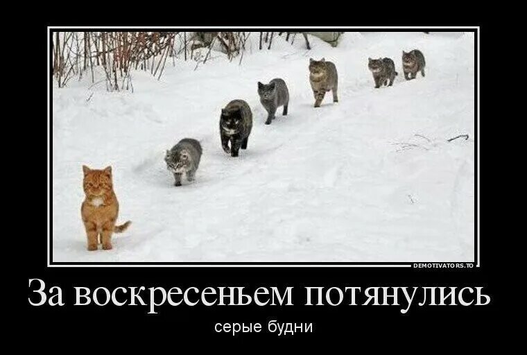 Идти в будни