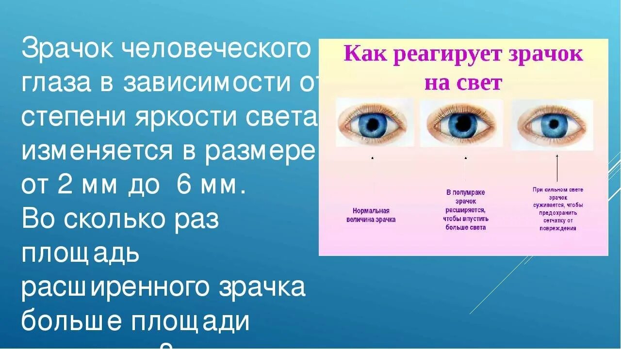 Что воспринимает световое изображение прошедшее через зрачок. Изменение размера зрачка. Величина зрачка зависит от.