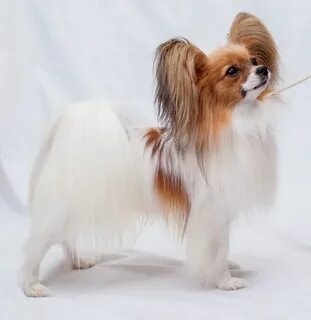 Papillon на русском