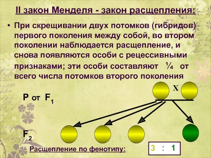 4. 2 Закон Менделя – закон расщепления гибридов второго поколения. Второй закон расщепления горох. Основные законы Менделя. Закон расщепления признаков. Расщепление признаков во втором поколении гибридов