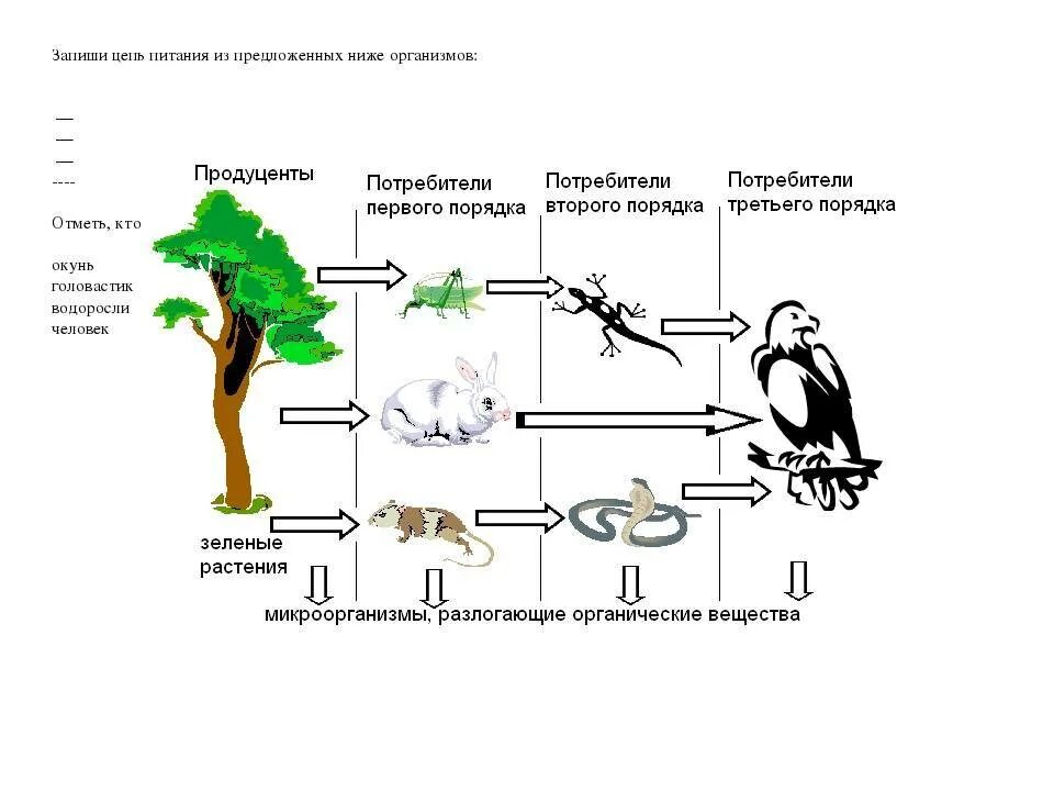 Установите правильную последовательность звеньев в цепи выедания. Схема трофической цепи. Пищевая сеть леса схема. Трофическая цепь, пищевая цепь, цепь питания есть:. Трофические уровни пищевой цепи таблица.