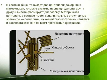 Центриоли какой процесс