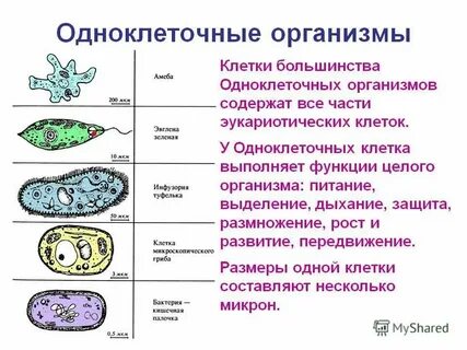 Какие клетки относятся к животным