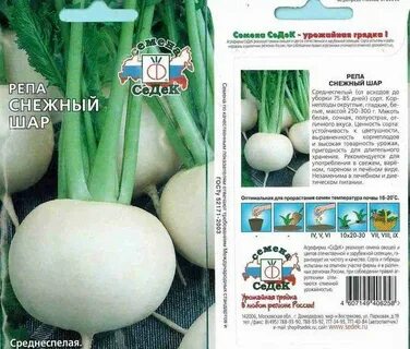 Когда сажать репу в открытый грунт
