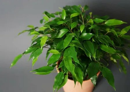 Бенджамина кинки